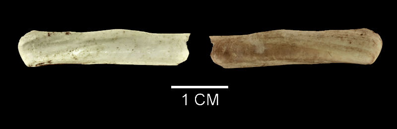 <i>Ensis leei</i> from the Late Pliocene Yorktown Fm. of Suffolk County, Virginia (SDSM 136141).
