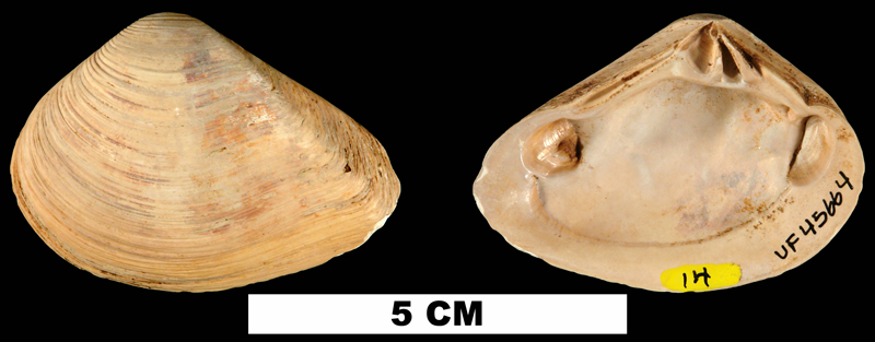 <i>Eucrassatella densa</i> from the Middle Miocene Shoal River Fm. of Walton County, Florida (UF 45664).