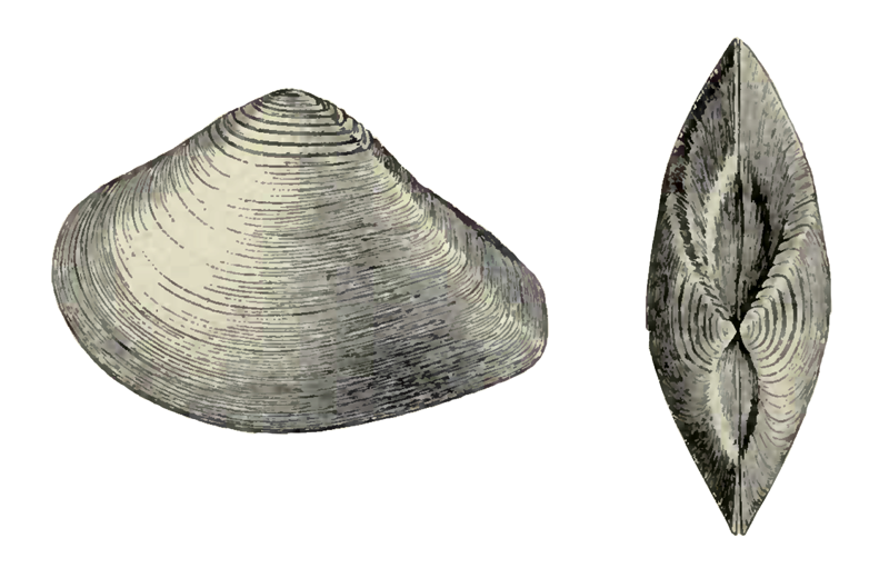 Specimen of <i>Eucrassatella meridionalis</i> figured by Dall (1900, pl. 37, fig. 6 and 13); 69 mm in length.