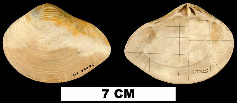 <i>Eucrassatella meridionalis</i> from the Late Pliocene Jackson Bluff Fm. of Liberty County, Florida (UF 79092).