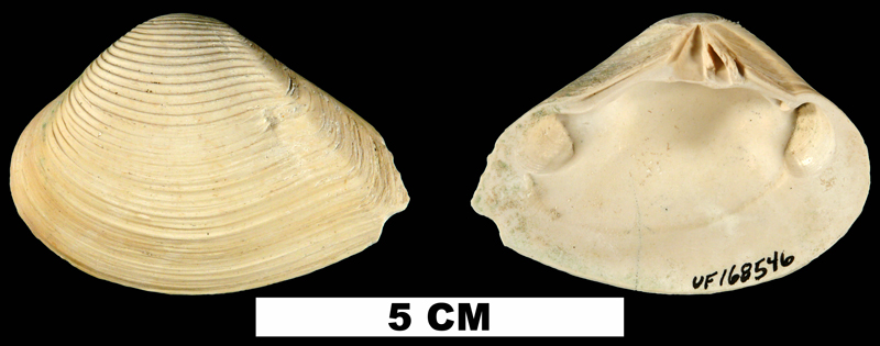 <i>Eucrassatella speciosa</i> from the Early Pleistocene Caloosahatchee Fm. of Miami-Dade County, Florida (UF 168546).