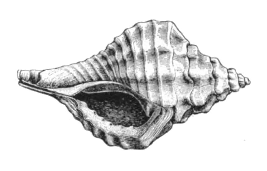 Specimen of <i>Eupleura miocenica</i> figured by Dall (1890, pl. 12, fig. 9); 29.0 mm in length.