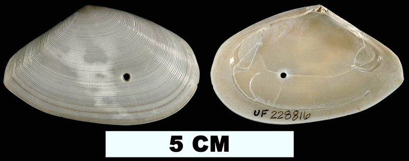 <i>Eurytellina alternata</i> from the Early Pleistocene Caloosahatchee Fm. of Palm Beach County, Florida (UF 228816).