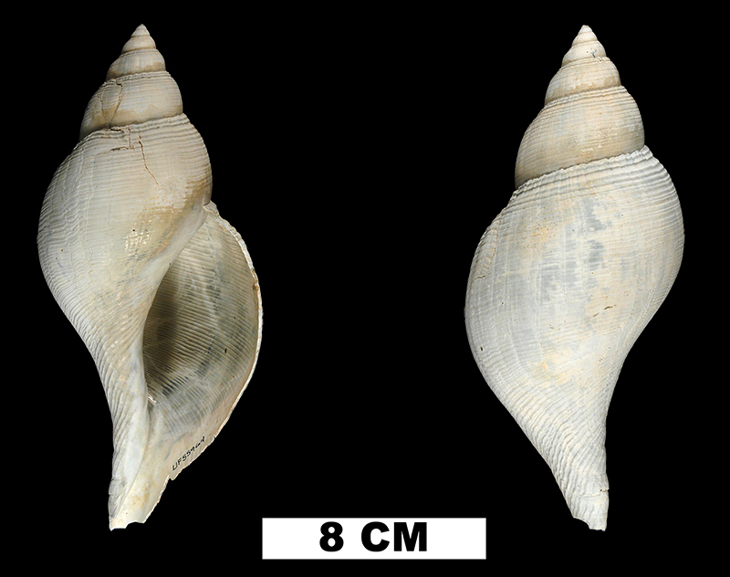 <i>Fasciolaria okeechobensis</i> from the Middle Pleistocene Bermont Fm. of Glades County, Florida (UF 55964).