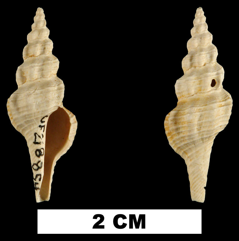 <i>Fusiturricula paraservata</i> from the Early Miocene Chipola Fm. of Calhoun County, Florida (UF 218854).
