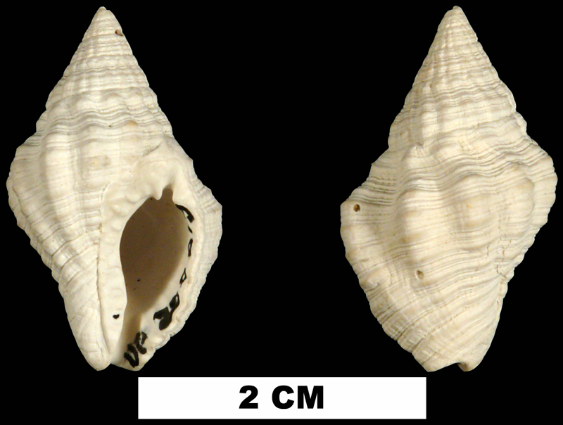 <i>Gemophos tinctus</i> from the Middle Pleistocene Bermont Fm. of Palm Beach County, Florida (UF 200615).
