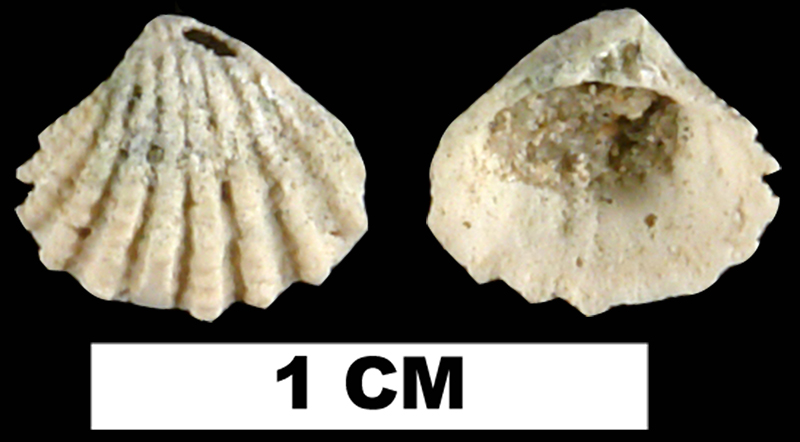 <i>Glans dominguensis</i> from the Late Pleistocene Fort Thompson Fm. of Hendry County, Florida (UF 191379).