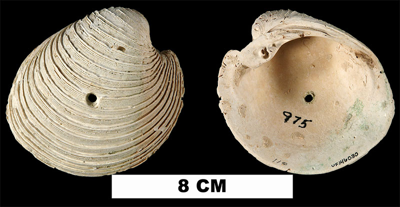 <i>Globivenus rigida</i> from the Middle Pleistocene Bermont Fm. of Glades County, Florida (UF 146030).