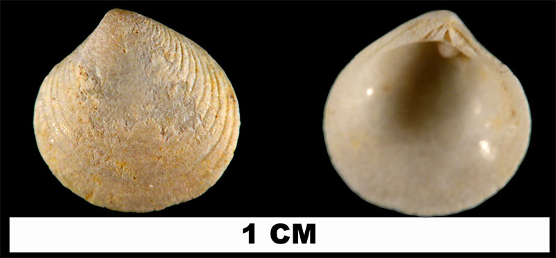 <i>Gouldia erosa</i> from the Early Miocene Chipola Fm. of Calhoun County, Florida (UF 114198).