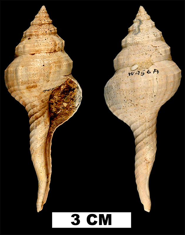 <i>Fusinus carolinensis</i> from the Early Pleistocene Waccamaw Fm. of Horry County, South Carolina (UF 212686).