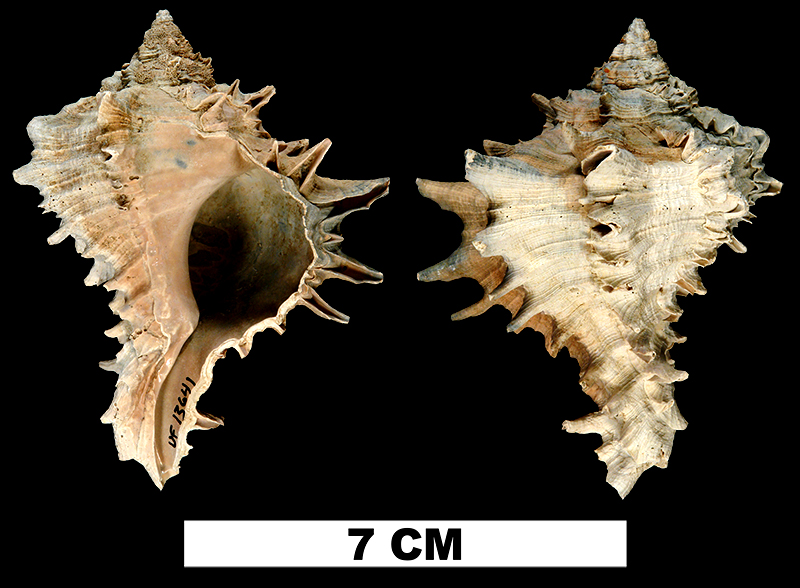 <i>Hexaplex fulvescens</i> from the Middle Pleistocene Bermont Fm. (Lower Shell Bed) of Hillsborough County, Florida (UF 13641).