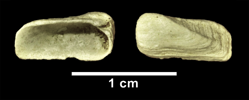 <i>Hiatella arctica</i> from the Late Pliocene Yorktown Fm. (Sunken Meadow Member) of Frederick County, Virginia (SDSM 110115).