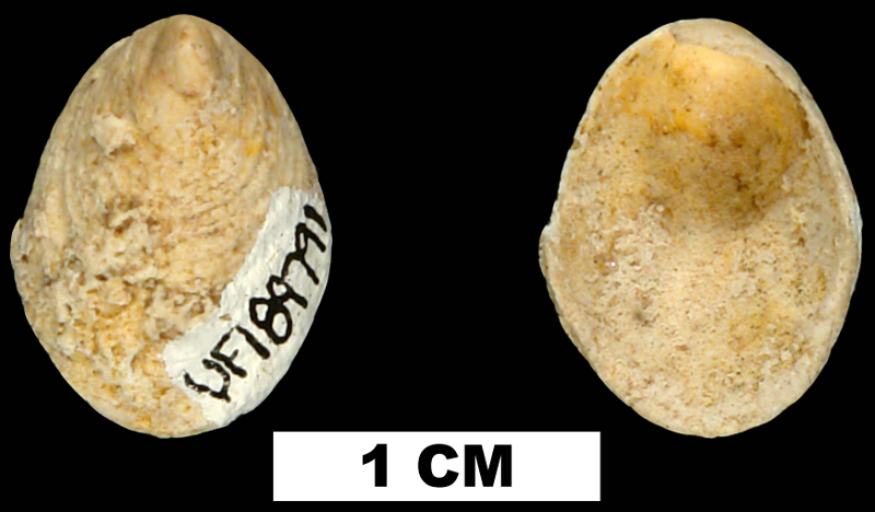 <i>Hipponix pygmaeus</i> from the Late Oligocene to Early Miocene Arcadia Fm. of Hillsborough County, Florida (UF 189791).