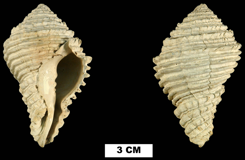 <i>Hystrivasum olssoni</i> from the Late Pliocene Tamiami Fm. (Pinecrest Beds) of Highlands County, Florida (UF 14755).