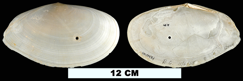 <i>Laciolina alternata</i> from the Middle Pleistocene Bermont Fm. of Palm Beach County, Florida (UF 170434).