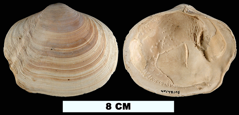 <i>Leporimetis magnoliana</i> from the Plio-Pleistocene (formation unknown) of Sarasota County, Florida (UF 148105).