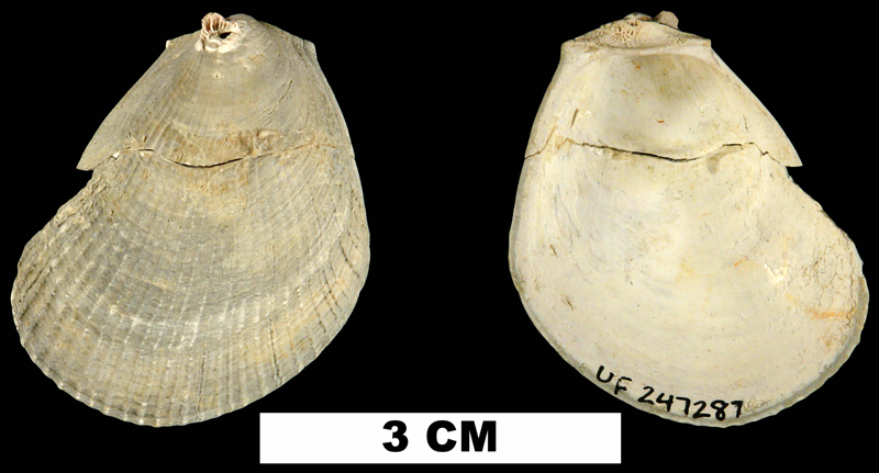 <i>Limaria carolinensis</i> from the Late Pliocene Jackson Bluff Fm. of Leon County, Florida (UF 247287).