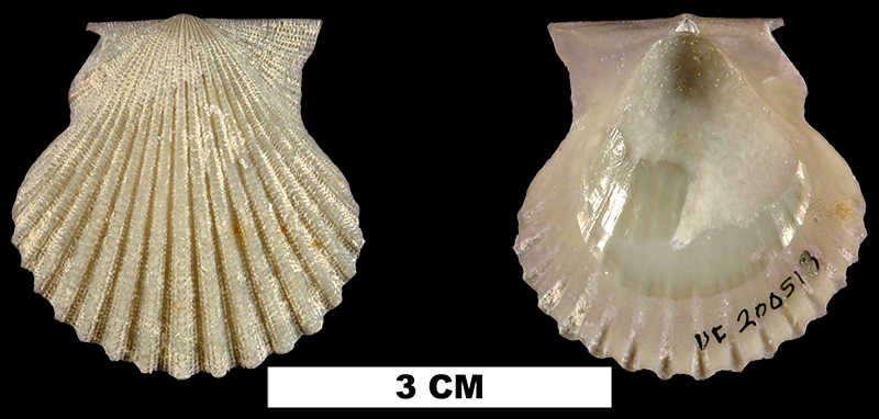 <i>Lindapecten muscosus</i> from the Middle Pleistocene Bermont Fm. of Palm Beach County, Florida (UF 200518).