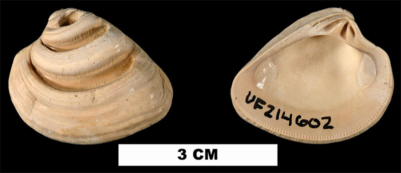 <i>Lirophora latilirata</i> from the Late Pliocene Tamiami Fm. (Pinecrest Beds) of Sarasota County, Florida (UF 214602).