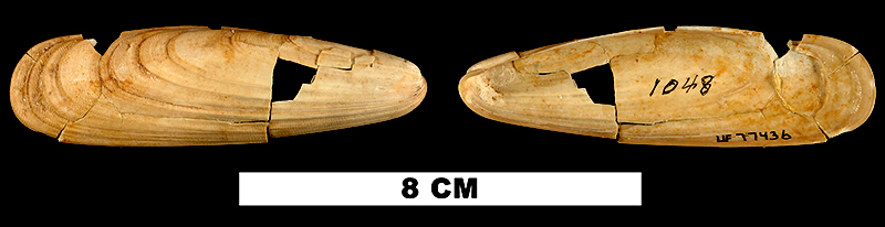 <i>Lithophaga antillarum</i> from the Early Miocene Chipola Fm. of Calhoun County, Florida (UF 77436).
