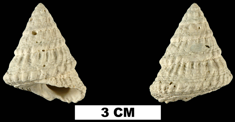 <i>Lithopoma tectariaeformis</i> from the Late Pliocene Tamiami Fm. (Pinecrest Beds) of Collier County, Florida (UF 58946).