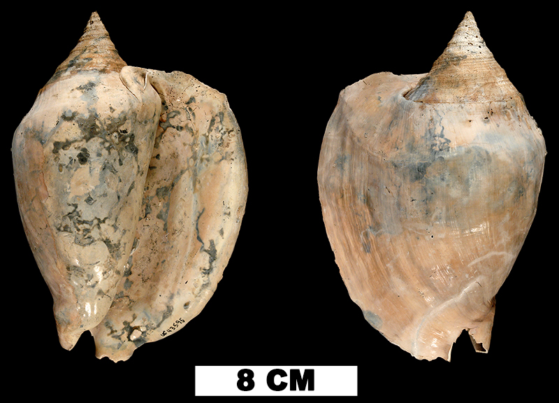 <i>Lobatus hertweckorum</i> from the Plio-Pleistocene (formation unknown) of Sarasota County, Florida (UF 43595).