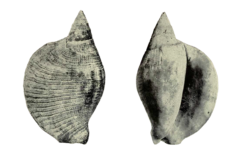 Specimen of <i>Lobatus leidyi</i> figured by Heilprin (1886, pl. 6, fig. 11, and pl. 7, fig. 11a); 8 in. in length.