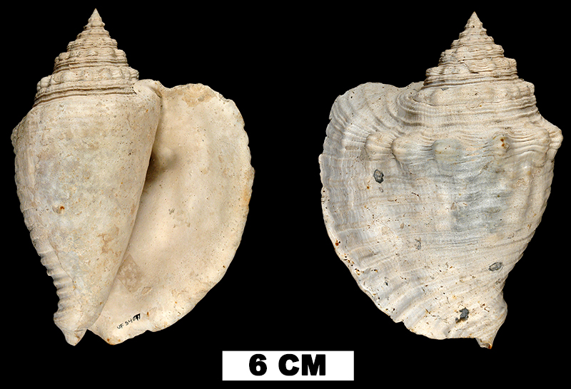 <i>Lobatus mayacensis</i> from the Middle Pleistocene Bermont Fm. of Palm Beach County, Florida (UF 54077).