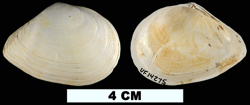 <i>Austromacoma constricta</i> from the Late Pleistocene (formation unknown) of Manatee County, Florida (UF 14275).