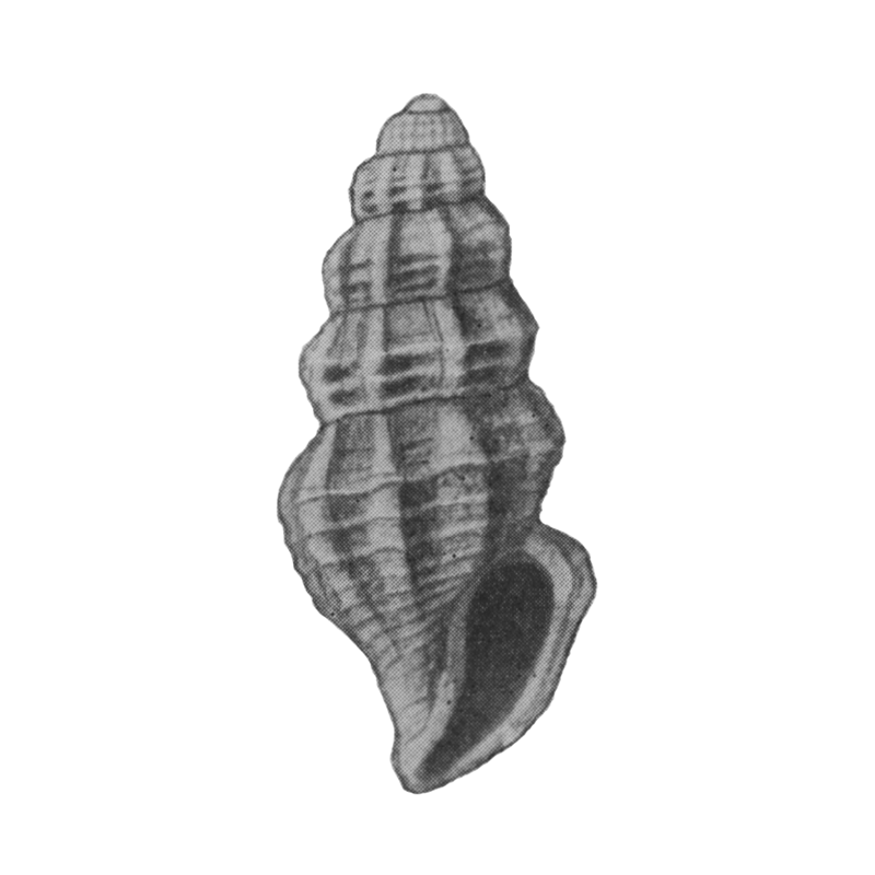 Specimen of <i>Mangelia gardnerae</i> figured by Mansfield (1930, pl. 3, fig. 6); 5.5 mm in length.