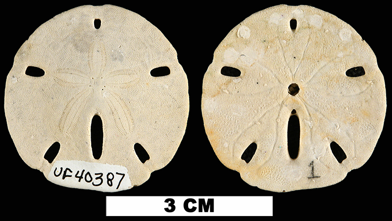 <i>Mellita aclinensis</i> from the Late Pliocene Tamiami Fm. (Bed 6) of Charlotte County, Florida (UF 40387).