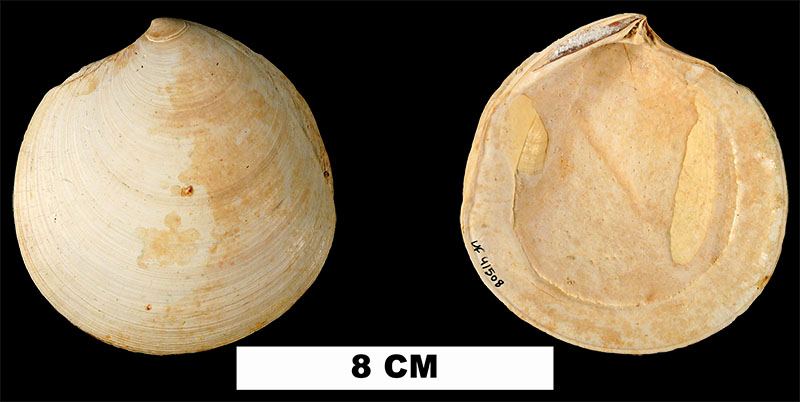 <i>Miltha chipolana</i> from the Early Miocene Chipola Formation of Calhoun County, Florida (UF 41508).