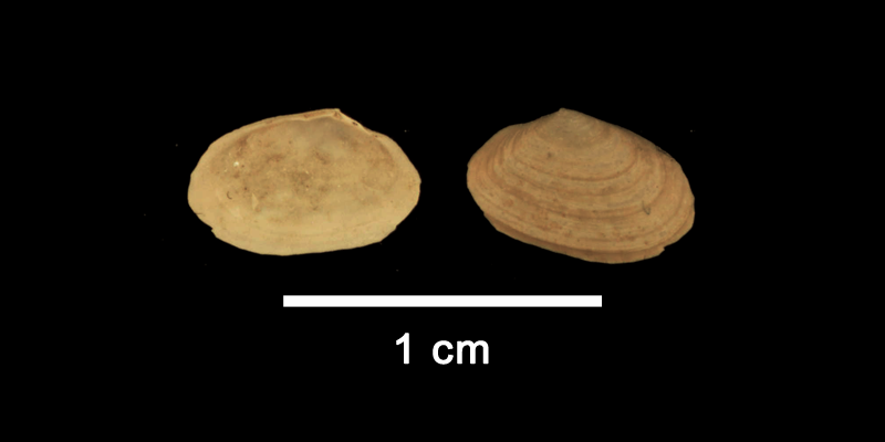 <i>Moerella dupliniana</i> from the Late Pliocene Yorktown Formation of Isle of Wight County, Virginia (SDSM 112650).