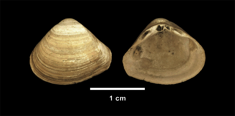 <i>Mulinia congesta</i> from the Late Pliocene Yorktown Fm. of Isle of Wight County, Virginia (SDSM 112635).