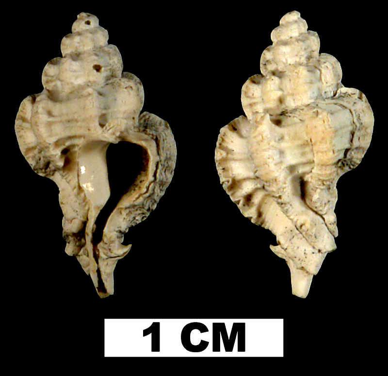 <i>Favartia shilohensis</i> from either the Late Pliocene Tamiami Fm. (Pinecrest Beds) or Early Pleistocene Caloosahatchee Fm. of Okeechobee County, Florida (UF 118287).