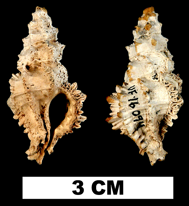 <i>Murexsul oxytatus</i> from the Late Pliocene Tamiami Fm. (Pinecrest Beds) of Sarasota County, Florida (UF 16094).