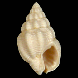 Nassarius anisonema