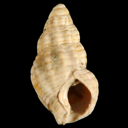 Nassarius cornellianus
