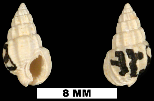 <i>Nassarius harrisi</i> from the Early Miocene Chipola Fm. of Calhoun County, Florida (UF 189024).