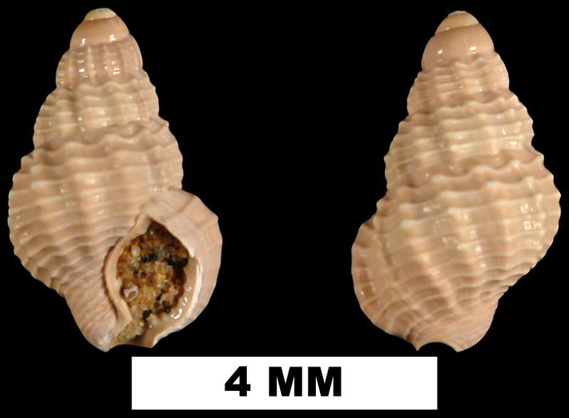 <i>Nassarius nanna</i> from the Middle Miocene Shoal River Formation of Walton Count, Florida (UF 68071).
