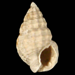 Nassarius quadridentatus
