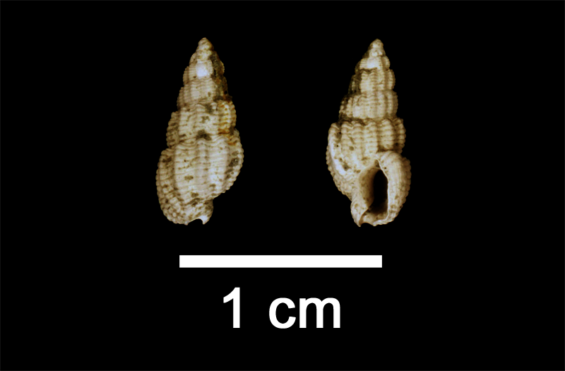 <i>Nassarius quadrulatus</i> from the Late Pliocene Yorktown Fm. of Isle of Wight County, Virginia (SDSM 112576).