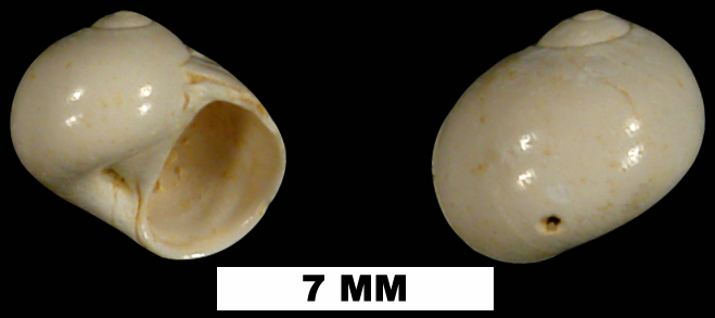 <i>Natica platabasis</i> from the Early Miocene Chipola Fm. of Calhoun County, Florida (UF 13167).