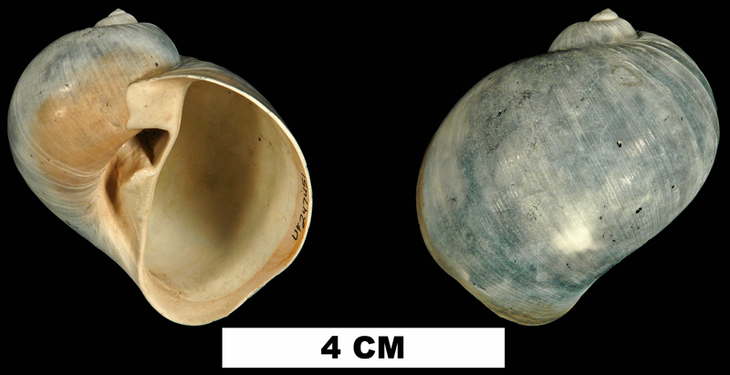 <i>Naticarius plicatella</i> from the Late Pliocene Tamiami Fm. (Pinecrest Beds) of Sarasota County, Florida (UF 247451).