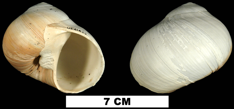 <i>Neverita duplicata</i> from the Late Pliocene Tamiami Fm. (Pinecrest Beds) of Sarasota County, Florida (UF 61672).