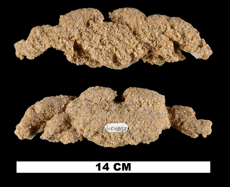 <i>Ocypode quadrata</i> from the Late Pleistocene Anastasia Fm. of Brevard County, Florida (UF 48153).
