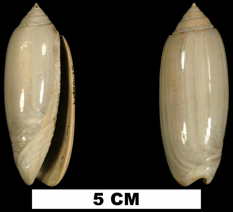 <i>Americoliva carolinensis</i> from the Early Pleistocene Waccamaw Fm. of Brunswick County, North Carolina (UF 185604).