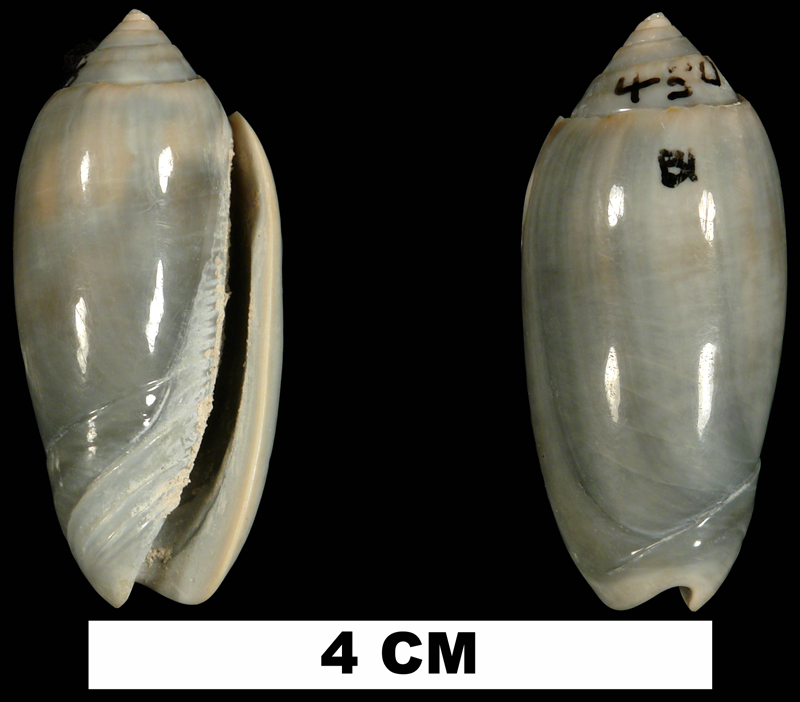 <i>Americoliva edwardsi</i> from the Plio-Pleistocene (stratigraphic position unknown) of Palm Beach County, Florida (UF 219711).