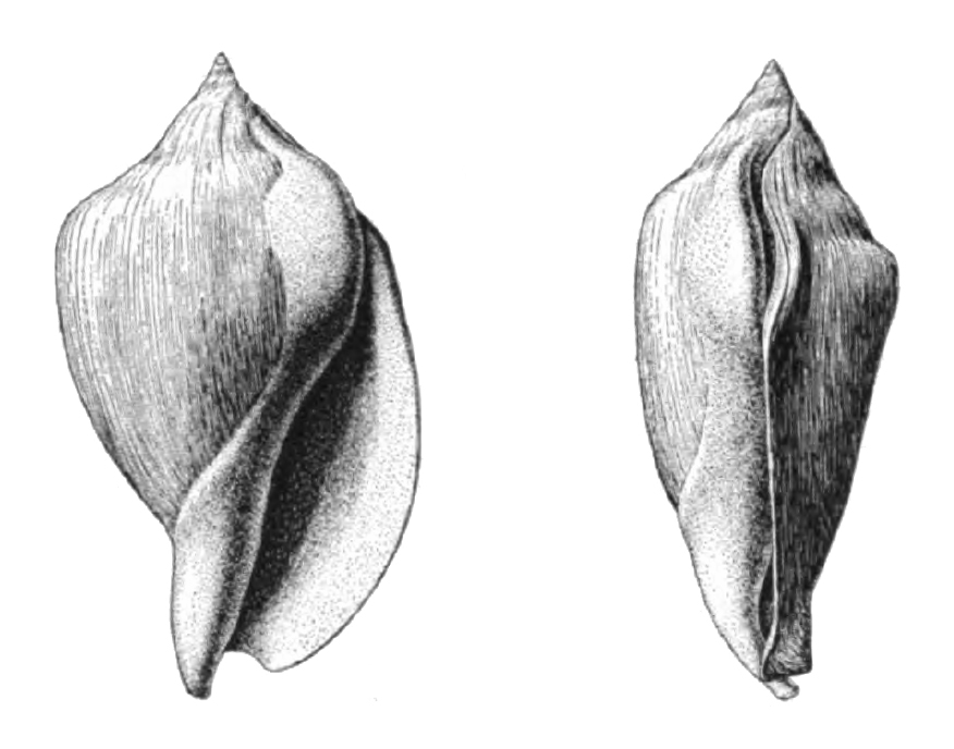 Specimen of adolescent <i>Orthaulax gabbi</i> figured by Dall (1890, pl. 12, fig. 5a, 5b); 68.0 mm in length.