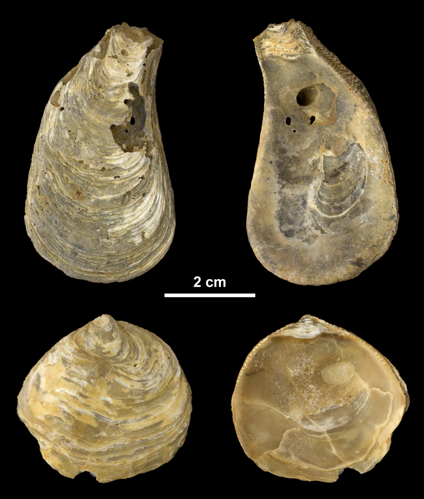 Right valves of <i>Ostrea carolinensis</i> from the Middle Miocene Choptank Fm. of Calvert County, Maryland (PRI 69991).
